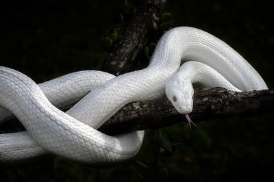 5 Arti Mimpi Membunuh Ular Menurut Primbon Jawa, Pertanda Apa?