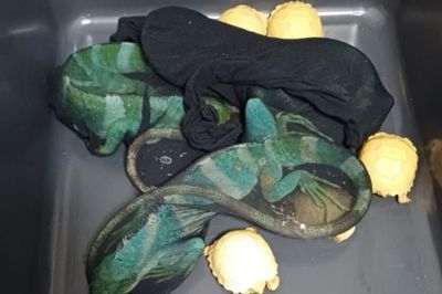 Selundupkan Iguana dan Kura-Kura dalam Stocking, WN Thailand Diciduk di Soekarno-Hatta