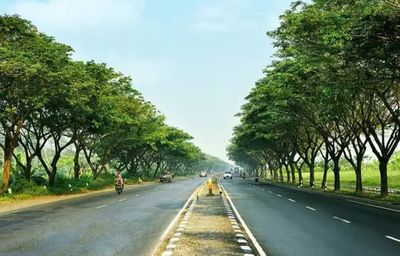 Puluhan Ribu Pohon Trembesi Akan Hijaukan Sepanjang Ruas Jalan Tol Lampung