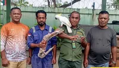 BKSDA Maluku Sita Burung Kakatua dan Opsetan Tanduk Rusa dari KM Labobar