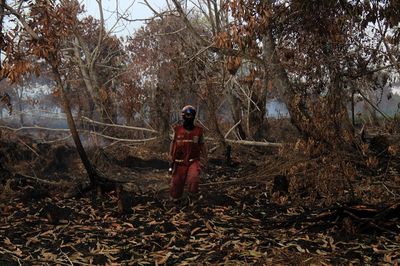 Pemerintah Siapkan Bantuan Teknologi untuk Buka Lahan, Pembakar bakal Disikat