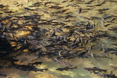 5 Arti Mimpi Melihat Ikan Banyak, Pertanda Keberuntungan?