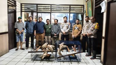 Polsek Teluk Ambon-BKSDA Geledah Rumah Warga di Kamiri, Sita 9 Burung Kakatua Maluku Termasuk 10 Kandang