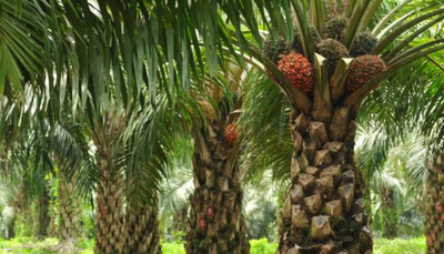 Cek Harga Sawit Hari Ini di Riau