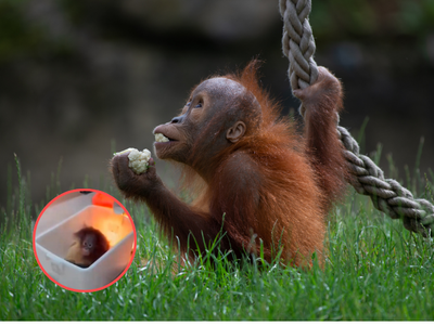 Ricuh Bandung Zoo, Bayi Orangutan Terjebak di Ruang Isolasi
