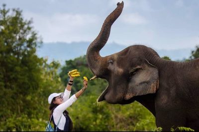 5 Wisata Seru yang Bisa Berinteraksi Langsung dengan Gajah di Habitat Aslinya