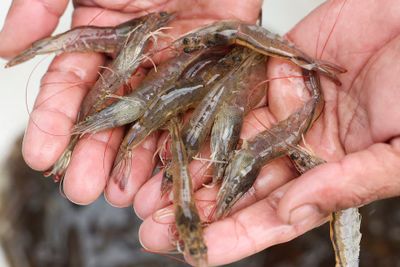 FDA Perketat Aturan Impor Udang dan Rempah Indonesia Setelah Terkontaminasi Radioaktif