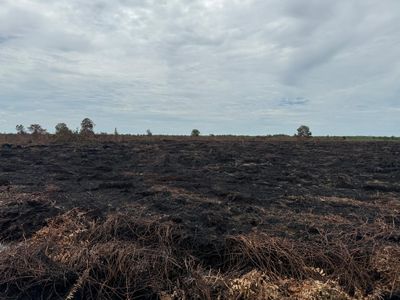 Bakar kawasan Hutan Dua Orang di Bengkalis jadi Tersangka