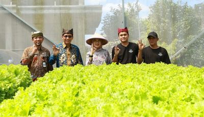 Dari Glenmore ke Pasar Besar, Dua Alumni Jagoan Tani Banyuwangi Raih Sukses Hidroponik Selada