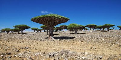 Pulau Socotra Surga Tersembunyi yang Lebih Mirip Planet Lain daripada Bumi
