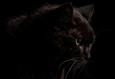 Kisah Mistis Kucing Hitam: Inilah 5 Mitos Paling Seram yang Masih Dipercaya Orang