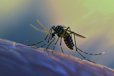 Tren Chikungunya Meningkat, Kemenkes Ingatkan Masyarakat agar Waspada