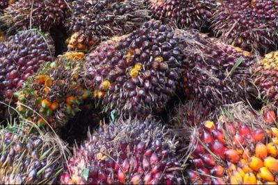 Pencuri Buah Kelapa Sawit di Merangin Nyaris Diamuk Massa, Ditangkap Berkat CCTV dan Pengintaian