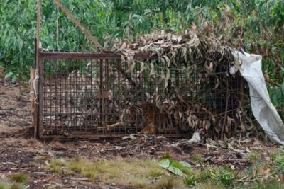 BBKSDA Berhasil Tangkap Harimau Muda di Pelalawan, Setelah Konflik Dengan Pekerja Akasia