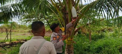 Resahkan Masyarakat, Polsek Tanah Miring Merauke Razia Minuman Keras lokal