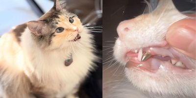 Tofu, Kucing TikTok dengan Perawatan Gigi Emas Seharga 81 Juta