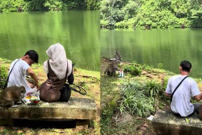 Viral, Momen Monyet Ekor Panjang Gasak Makanan Pasangan Ini Saat Santai di Pinggir Telaga, Netizen : Pemalakan Namanya!