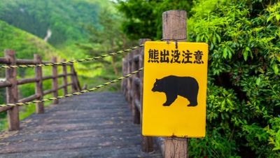 Pendaki Tewas Diserang Beruang di Hutan Hokkaido, Jepang