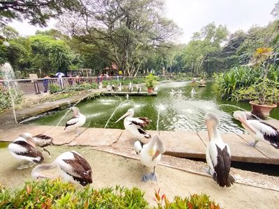 Ragunan Perpanjang Jam Buka Selama Libur Natal dan Tahun Baru, Targetkan 50 Ribu Pengunjung