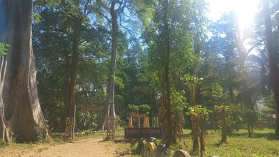 KEUNIKAN POHON PURBA LOMBOK TIMUR