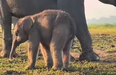 Anak Gajah Sumatera Lahir di Way Kambas, Jadi Kado Istimewa di Hari Kemerdekaan