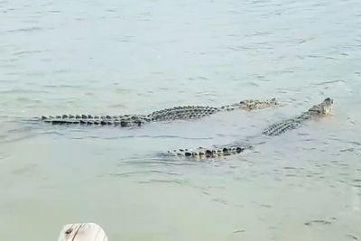 Dua Buaya Muncul di Sungai Babana Pinrang, Warga Anggap Biasa