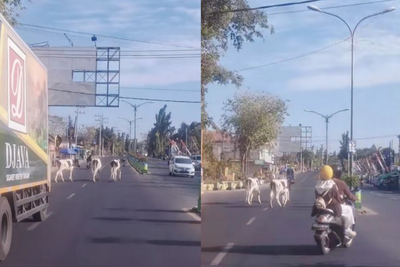 Viral! Jalanan di Pamekasan Mendadak Jadi Catwalk Tiga Ekor Sapi, Lalu Lintas Auto Tersendat
