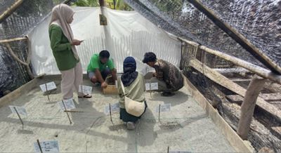 Mahasiswa KKN UGM Di Polewali Kembangkan Alat Pemantau Suhu Sarang Penyu di Pantai Ba batoa