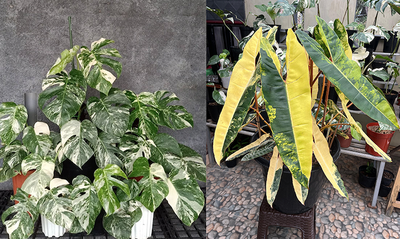 Menyulap Sudut Rumah Jadi Karya Seni Hidup Bersama Majestyplant.id