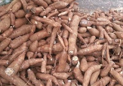 Permintaan Tapioka Dunia Anjlok, Tren Harga Singkong Nasional Akan Terus Turun, Petani Lampung Diminta Bersiap