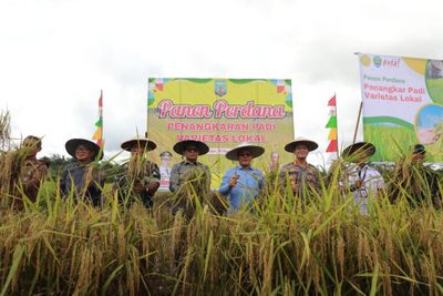 Panen Padi Perdana Varietas Lokal di Desa Wonowulyo, Bulungan