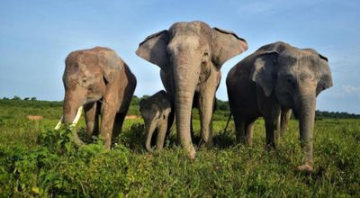 Mengenal Taman Nasional Way Kambas, Pusat Konservasi Gajah Sumatera