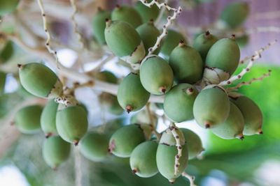 7 Manfaat Jus Pinang Muda untuk Kesehatan yang Jarang Diketahui