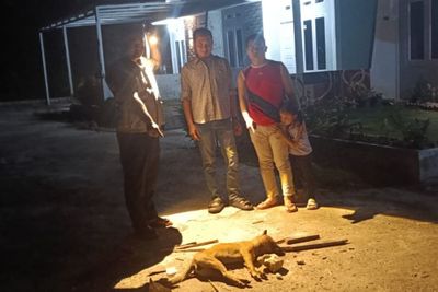Warga Pekanbaru Panik, Anjing Liar Gigit 9 Orang Sekaligus!