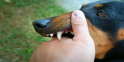 Apa itu Penyakit Rabies? Berikut Penjelasan Lebih Lengkapnya