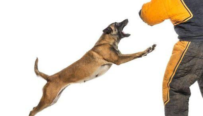 Cegah Rabies,Dinas PKH Riau Buka Layanan Vaksinasi Gratis untuk Hewan Peliharaan