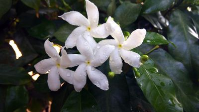 Khasiat Makan Bunga Melati, Berhubungan dengan Mistis atau Baik untuk Kesehatan?