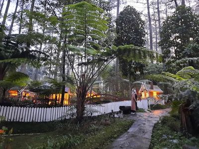 Harga Tiket Orchid Forest Cikole, Surga Hutan Pinus dan Anggrek di Lembang