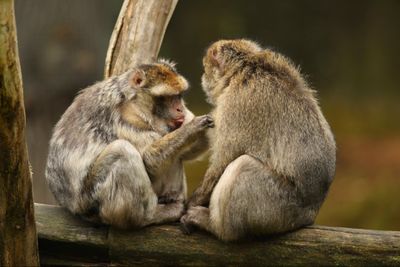 5 Arti Mimpi Melihat Monyet menurut Primbon Jawa, Pertanda Apa?
