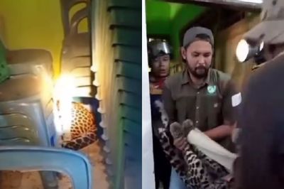 Bikin Geger! Macan Tutul Nyasar Masuk ke Balai Desa di Kuningan, Warga Panik Gak Ketulungan