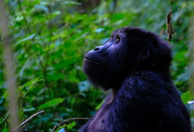 5 Arti Mimpi Melihat Monyet Hitam menurut Primbon Jawa