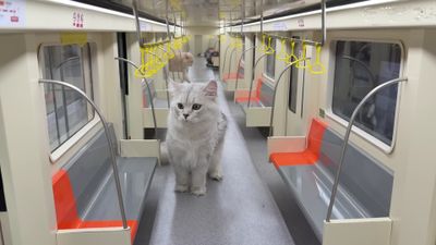 YouTuber di Cina Bikin Stasiun Bawah Tanah Khusus Kucing dalam Waktu 4 Bulan
