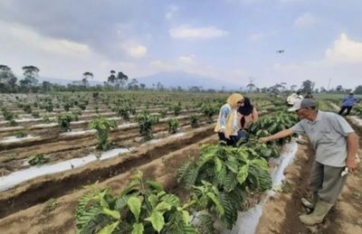 Pemprov Lampung Tingkatkan Produksi Kopi Robusta Lewat Inovasi Budidaya Sistem Pagar