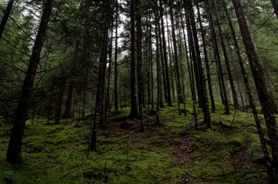 5 Arti Mimpi Tersesat di Hutan Menurut Primbon Jawa, Butuh Kepastian?