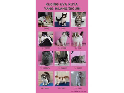 Ini Belasan Kucing Uya Kuya yang Dicuri saat Rumahnya Dijarah