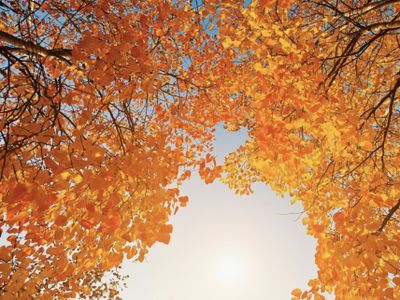 7 Puisi Singkat Tentang Bulan September yang Bikin Hati Adem