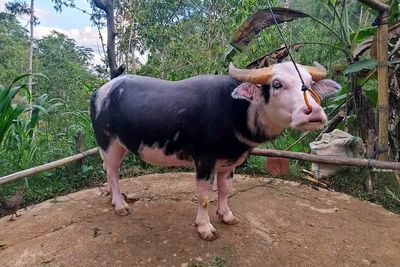 Tedong Bonga, Kerbau Belang Khas Toraja Resmi Dilindungi Hukum Kekayaan Intelektual Komunal
