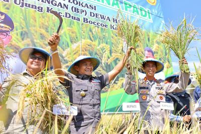 Kapolres dan Bupati Bone Kompak Hadiri Panen Padi Perdana, Bukti Sinergi Jaga Ketahanan Pangan