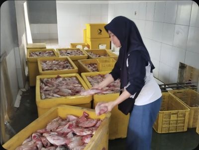 Program MBG Libatkan Petani Ikan Lokal, Ikan Nila Jadi Menu Baru