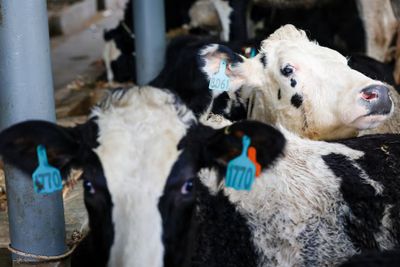 Pemerintah Targetkan Impor Satu Juta Sapi Perah untuk Program Makan Bergizi Gratis